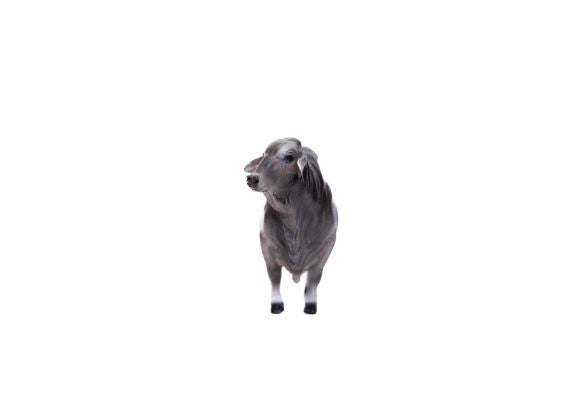 Brahman Bull