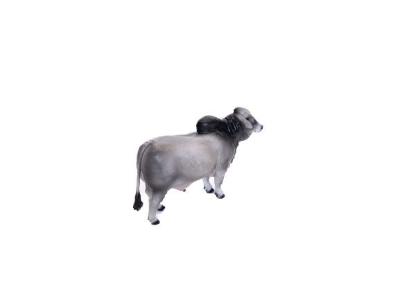 Brahman Bull