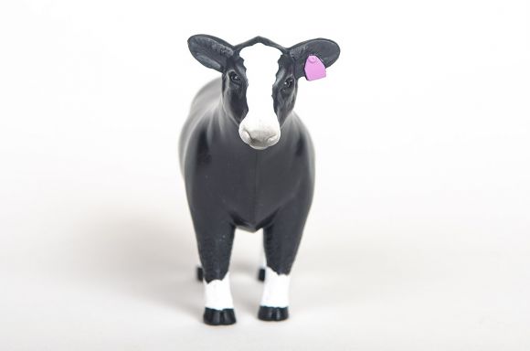 Champion Heifer